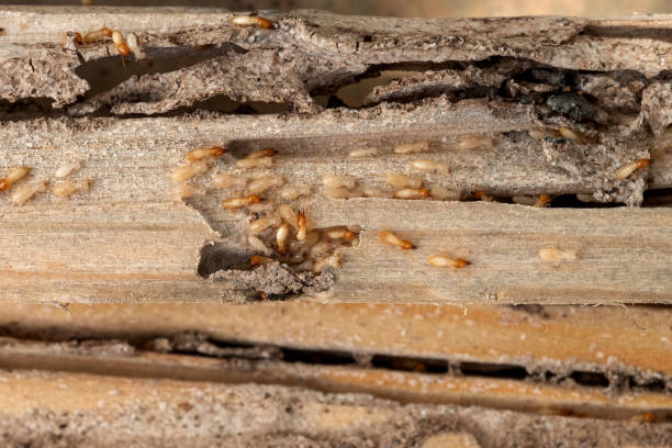 Best Cockroach Control Services  in Jackson Center, OH